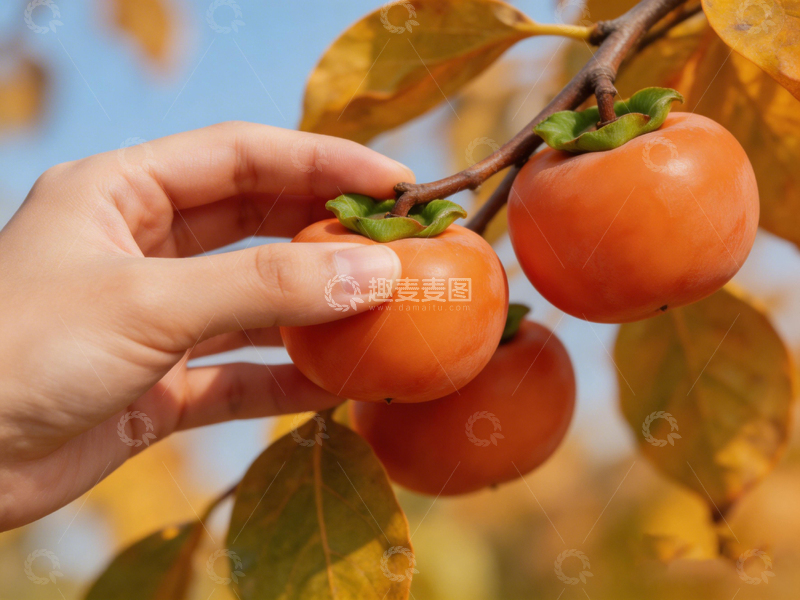 高清大图下载【趣麦麦图】秋日柿子成熟采摘景象
