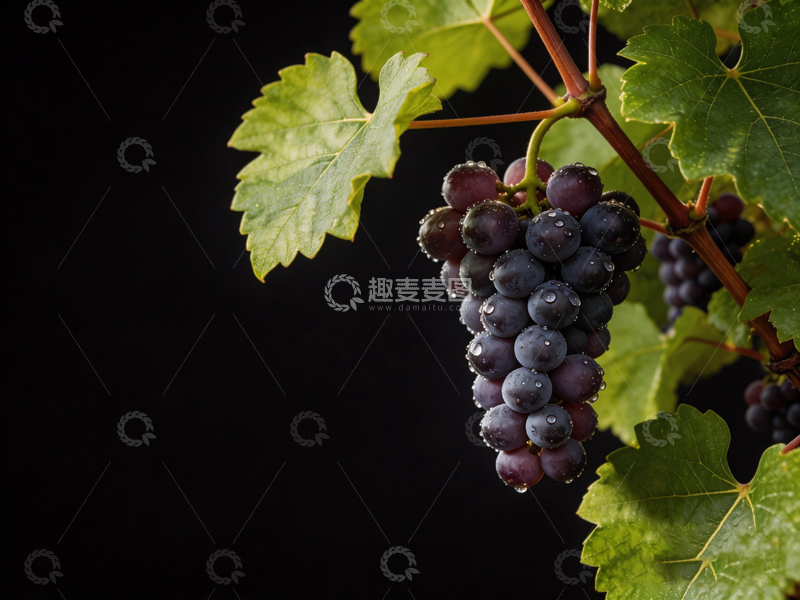 高清大图下载【趣麦麦图】黑色背景葡萄叶画面摄影