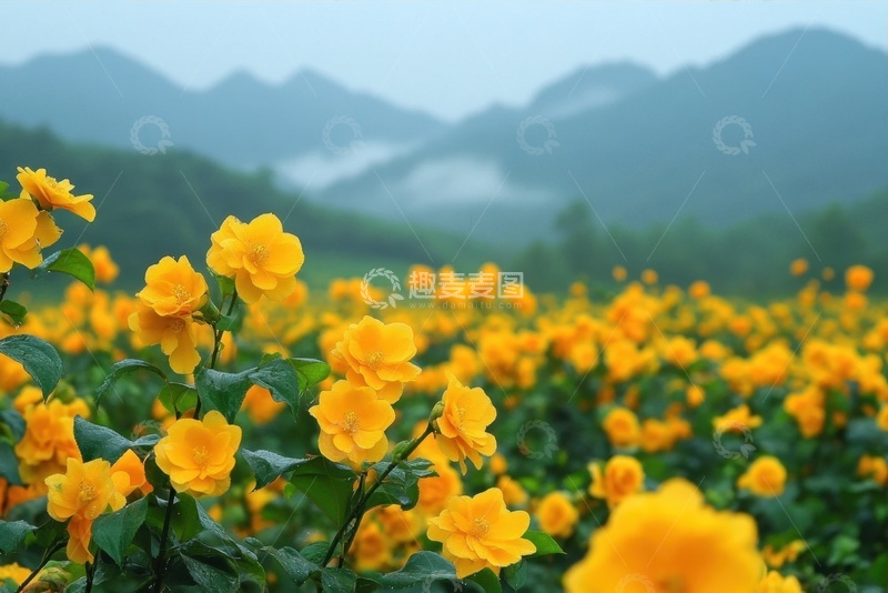 高清大图下载【趣麦麦图】一片黄橙色的花海