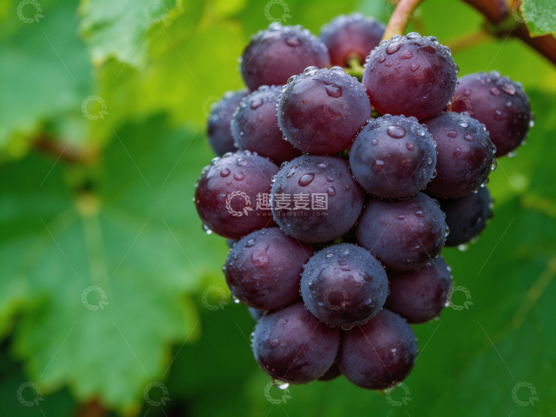 高清大图下载【趣麦麦图】葡萄特写自然风光摄影