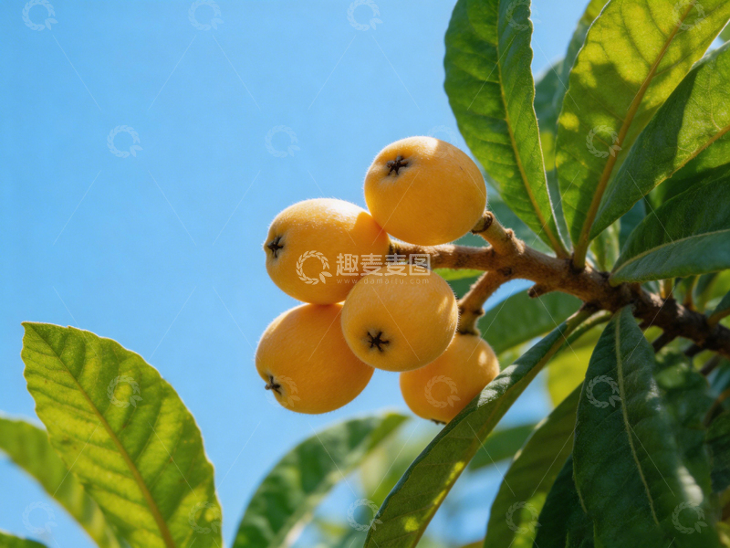 高清大图下载【趣麦麦图】枇杷树硕果累累