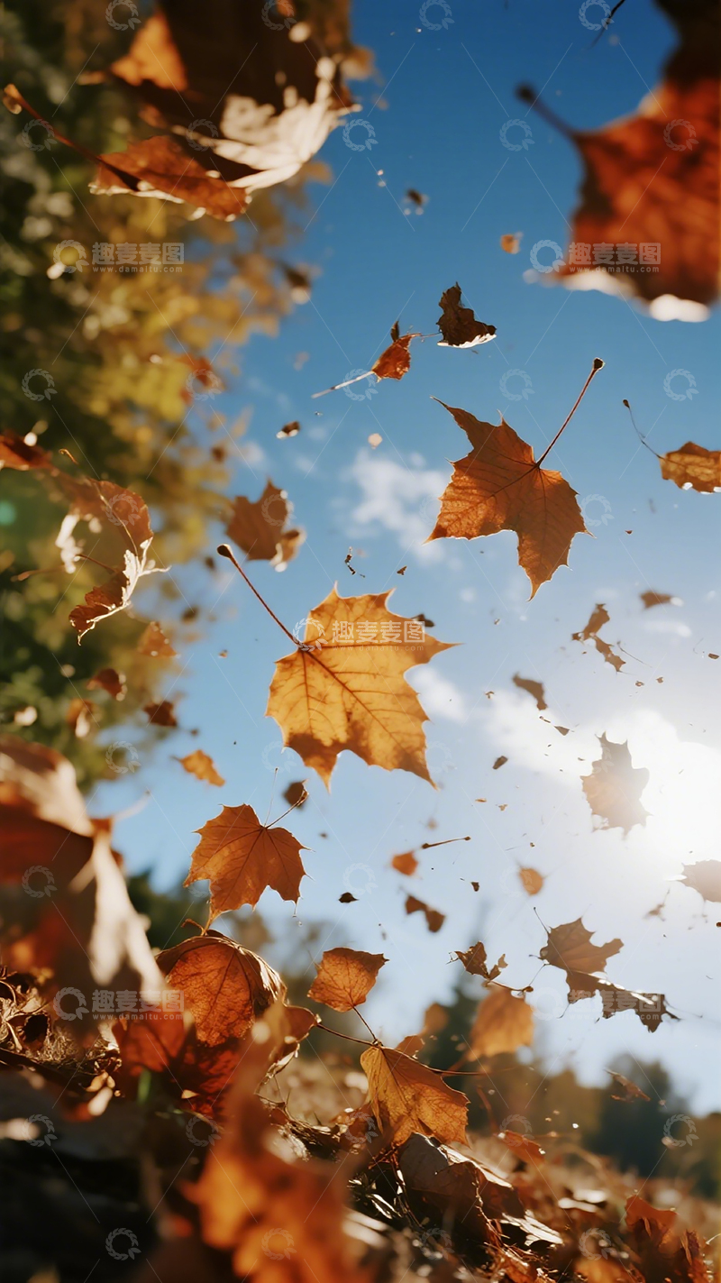 高清大图下载【趣麦麦图】秋叶飞舞蓝天景