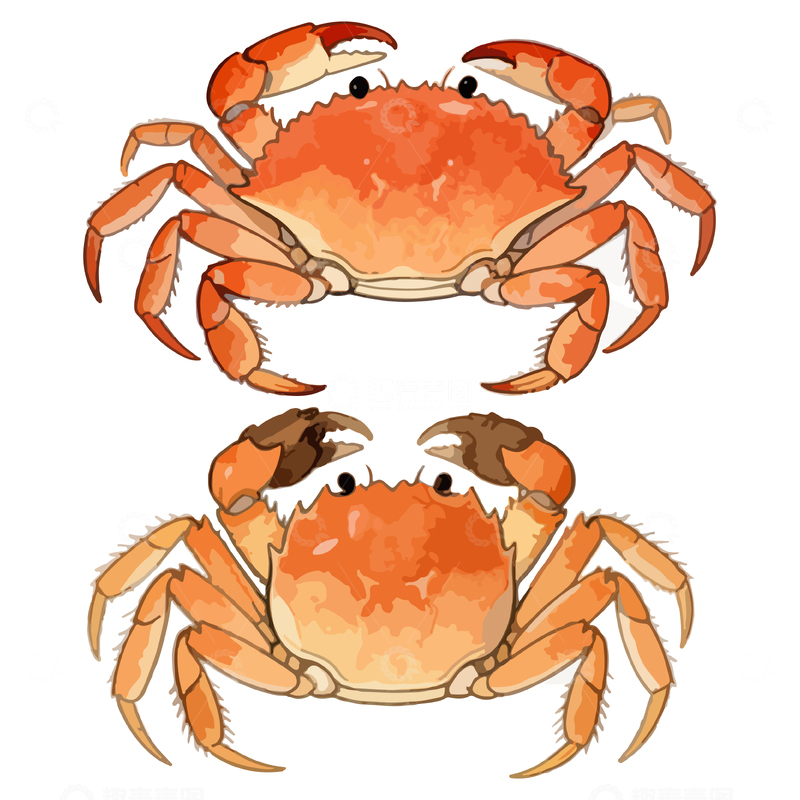 源文件下载【趣麦麦图】卡通风格螃蟹插画设计素材