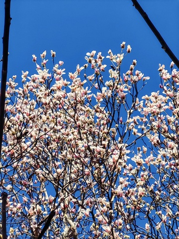 玉兰花开蓝天映衬