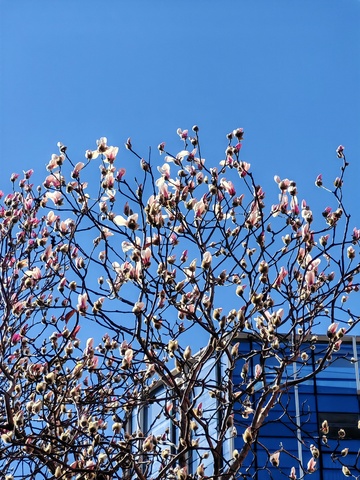 春花绽放树枝蓝天背景