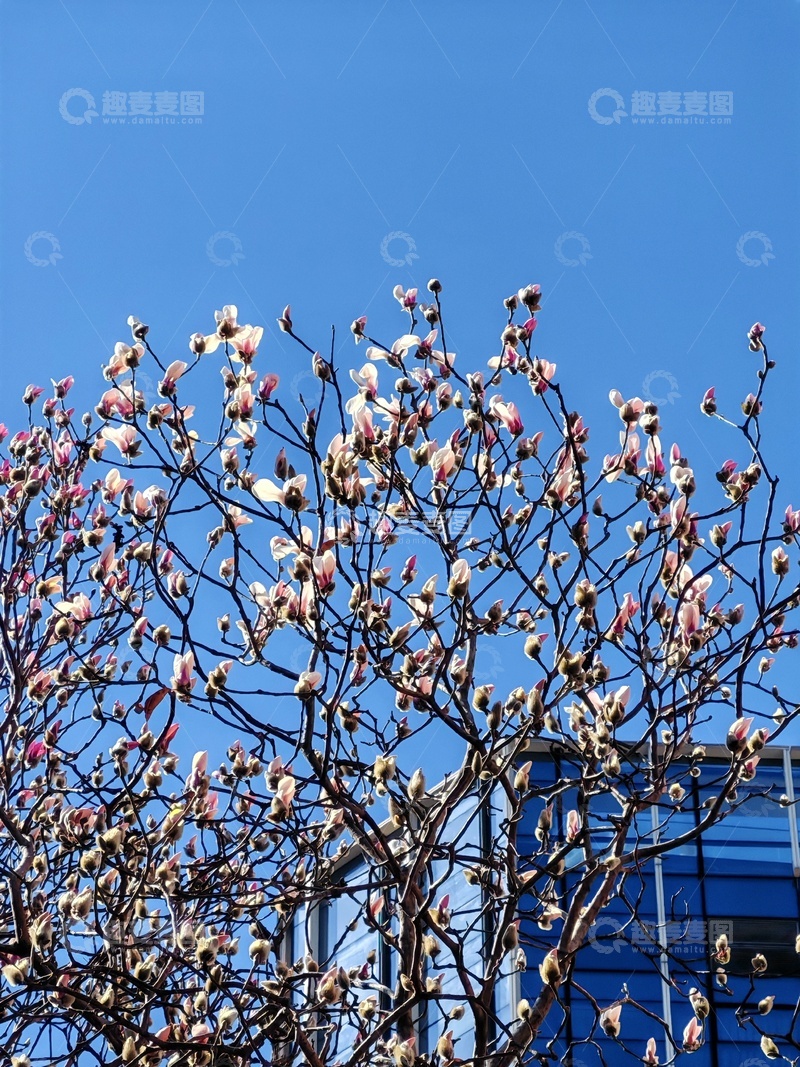 高清大图下载【趣麦麦图】春花绽放树枝蓝天背景