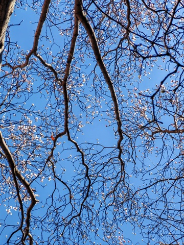 早春树枝蓝天风景