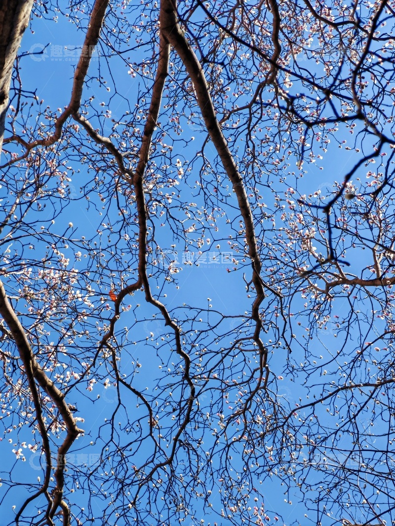 高清大图下载【趣麦麦图】早春树枝蓝天风景