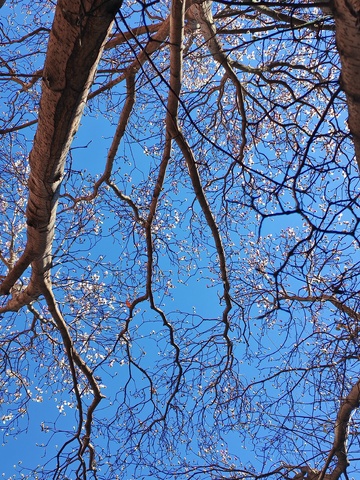早春树枝蓝天美景