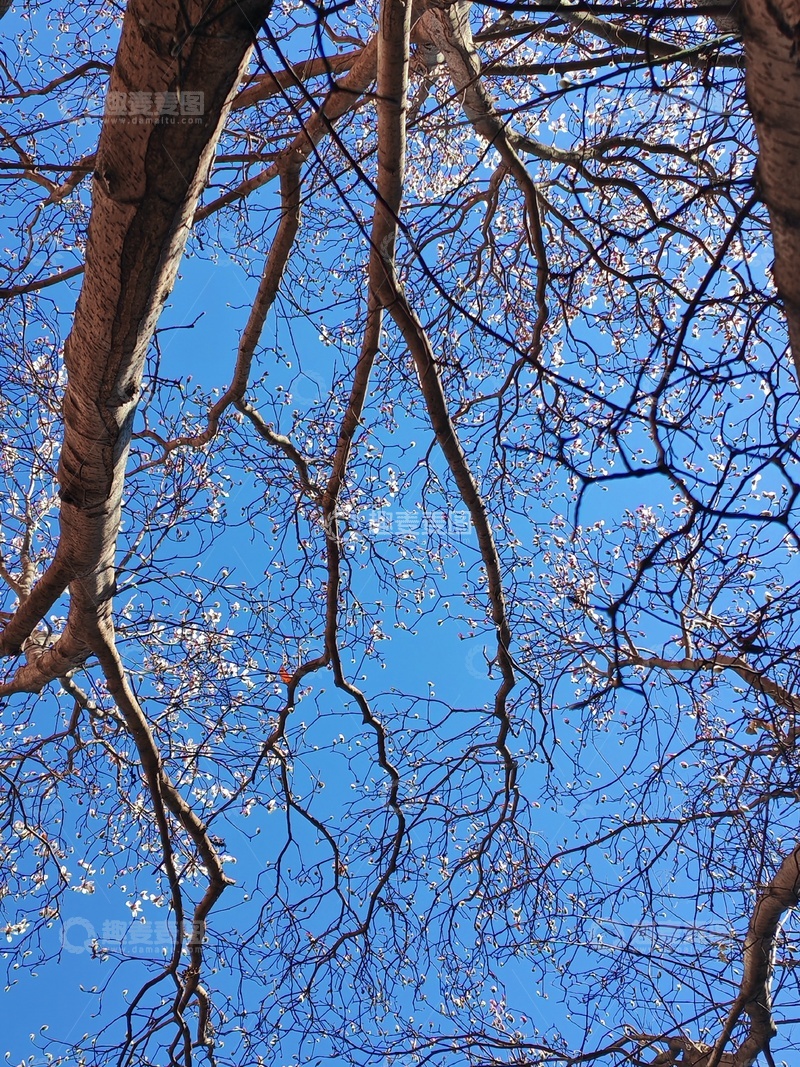高清大图下载【趣麦麦图】早春树枝蓝天美景