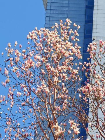 春花绽放城市建筑