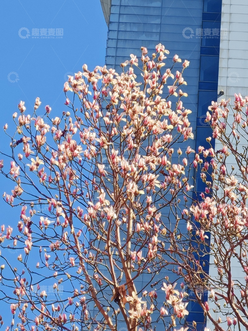 高清大图下载【趣麦麦图】春花绽放城市建筑