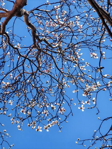 早春玉兰花盛开蓝天背景