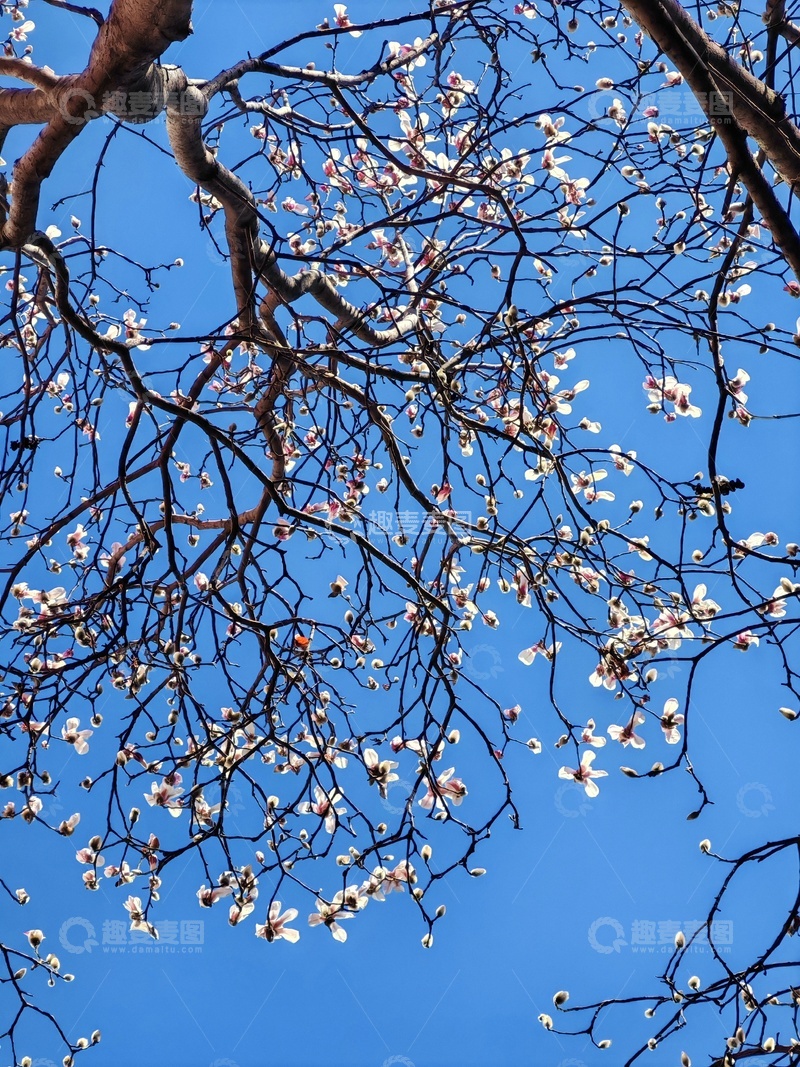 高清大图下载【趣麦麦图】早春玉兰花盛开蓝天背景