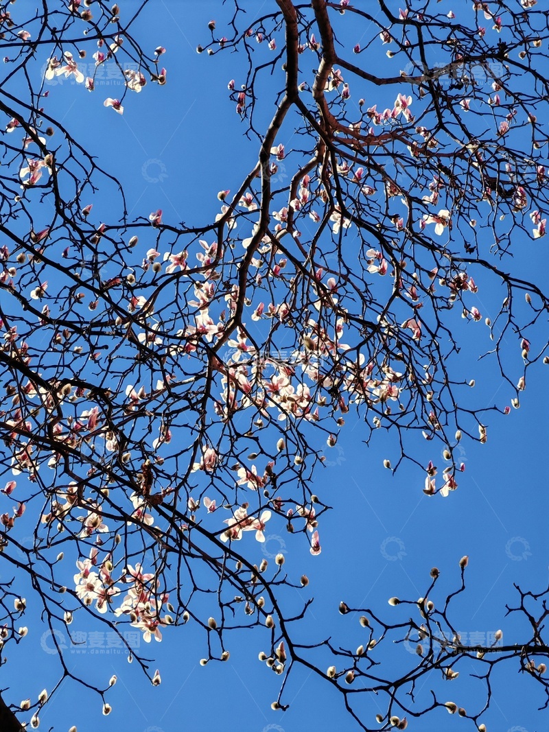 高清大图下载【趣麦麦图】春日玉兰绽放蓝天