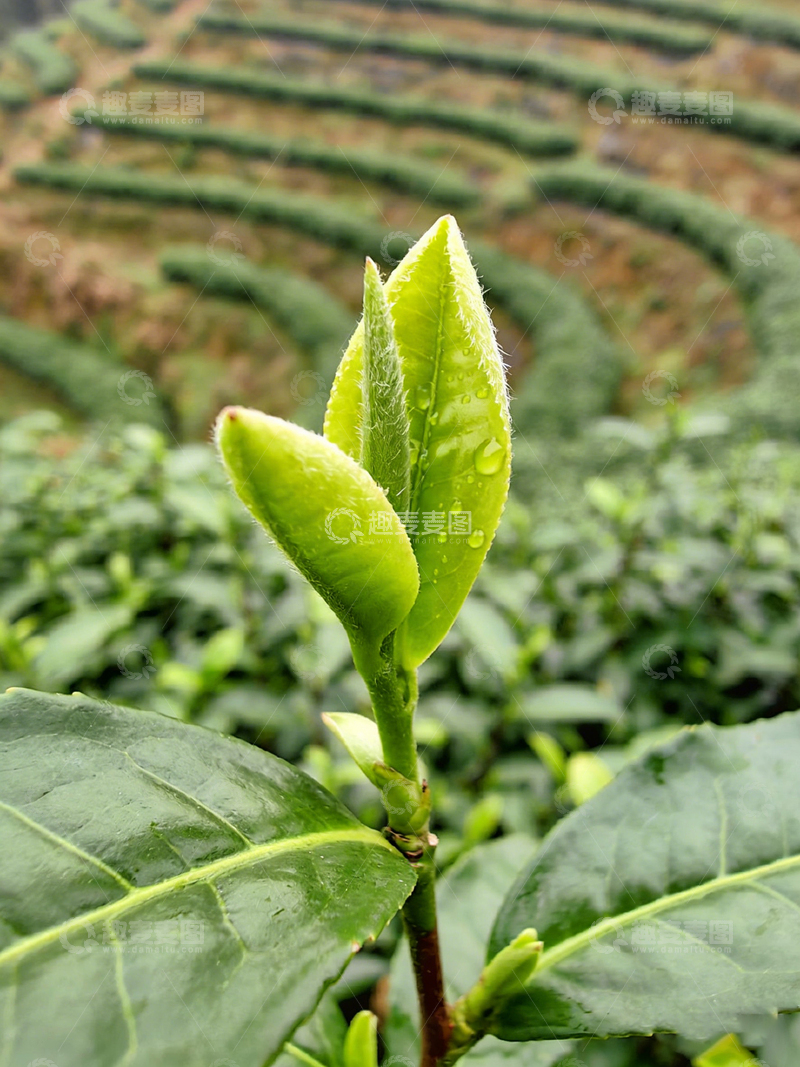 高清大图下载【趣麦麦图】茶园新芽露珠翠绿