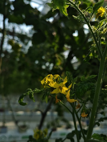 温室中盛开的黄色花朵