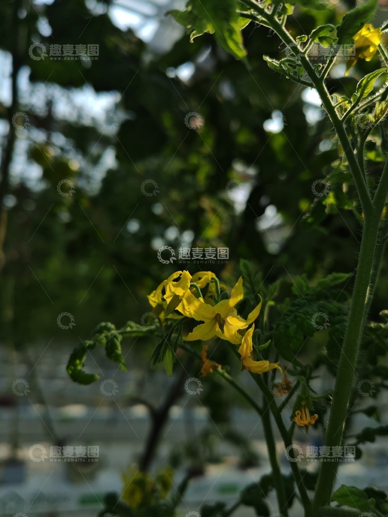 高清大图下载【趣麦麦图】温室中盛开的黄色花朵