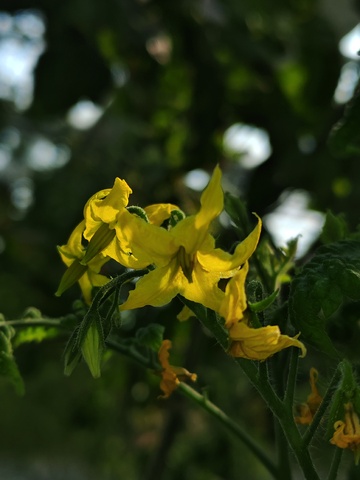 黄色花朵特写自然摄影