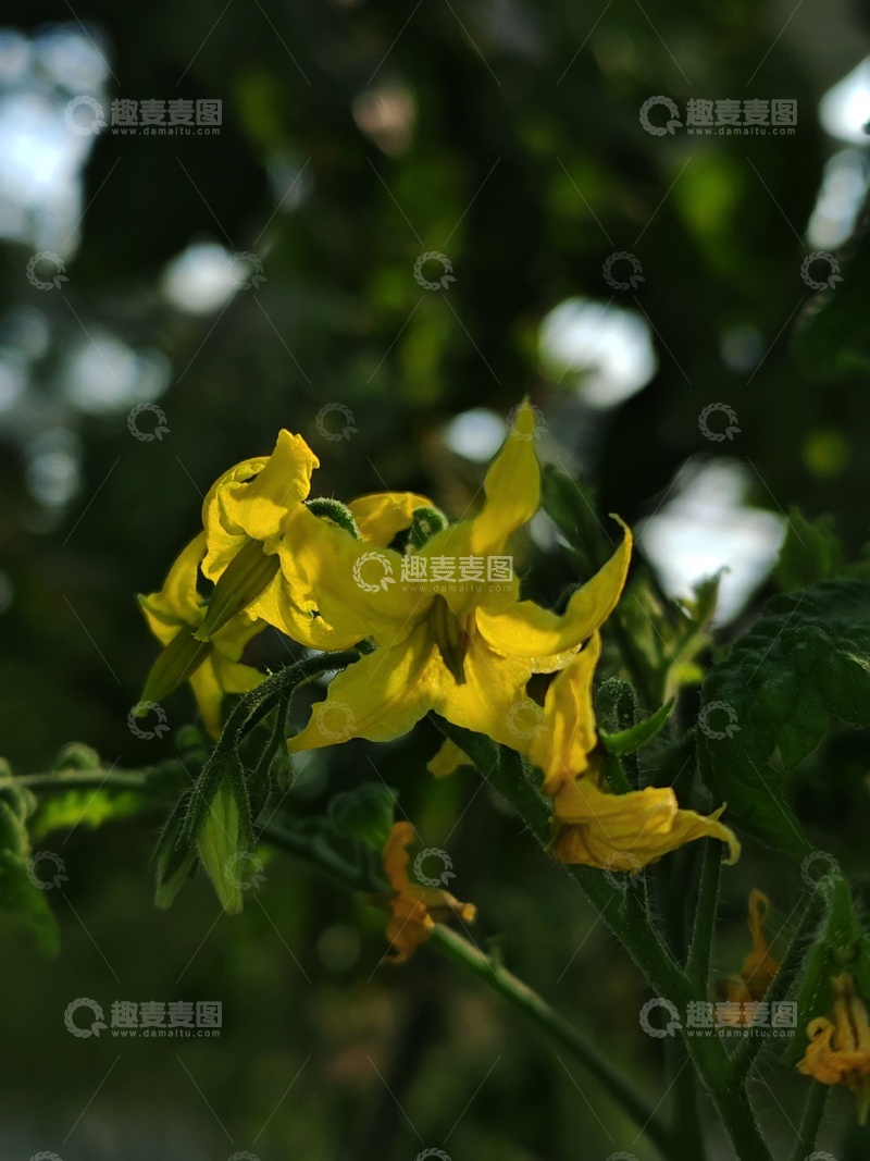 高清大图下载【趣麦麦图】黄色花朵特写自然摄影