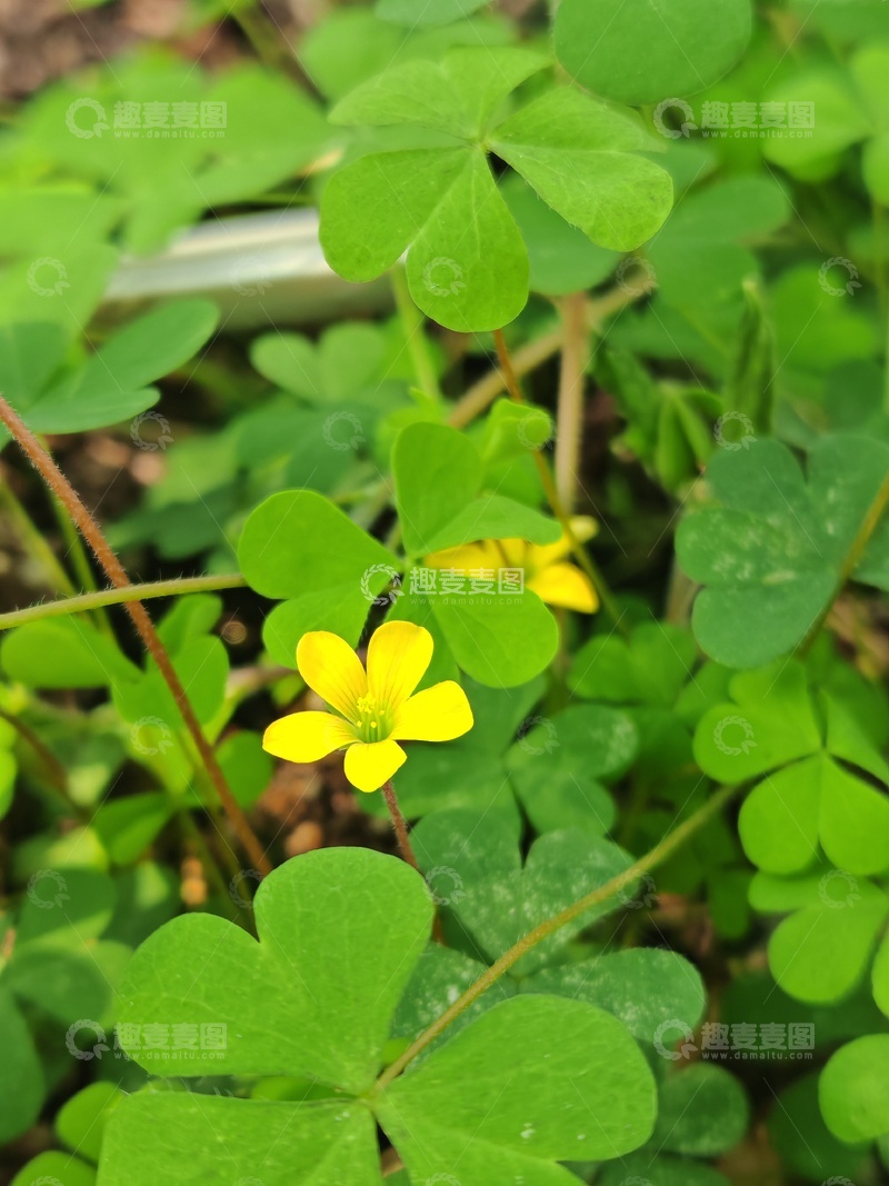 高清大图下载【趣麦麦图】黄花绿叶生机盎然