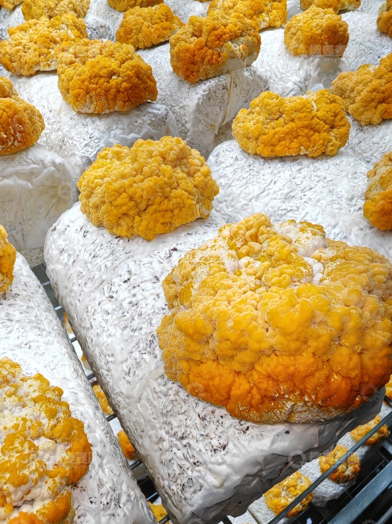 高清大图下载【趣麦麦图】干燥花菜堆放展示