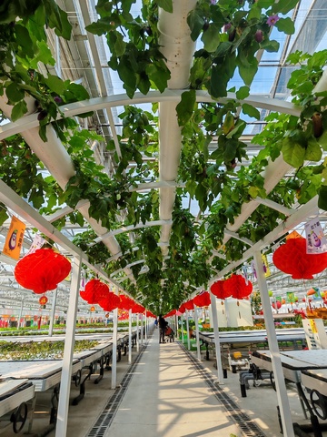 现代化温室种植园