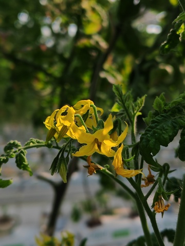 自然风黄色花朵特写摄影