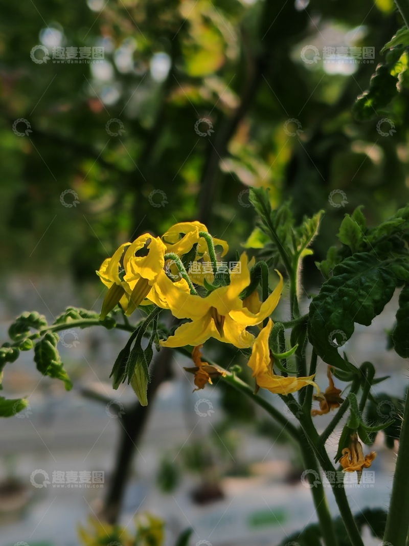 高清大图下载【趣麦麦图】自然风黄色花朵特写摄影