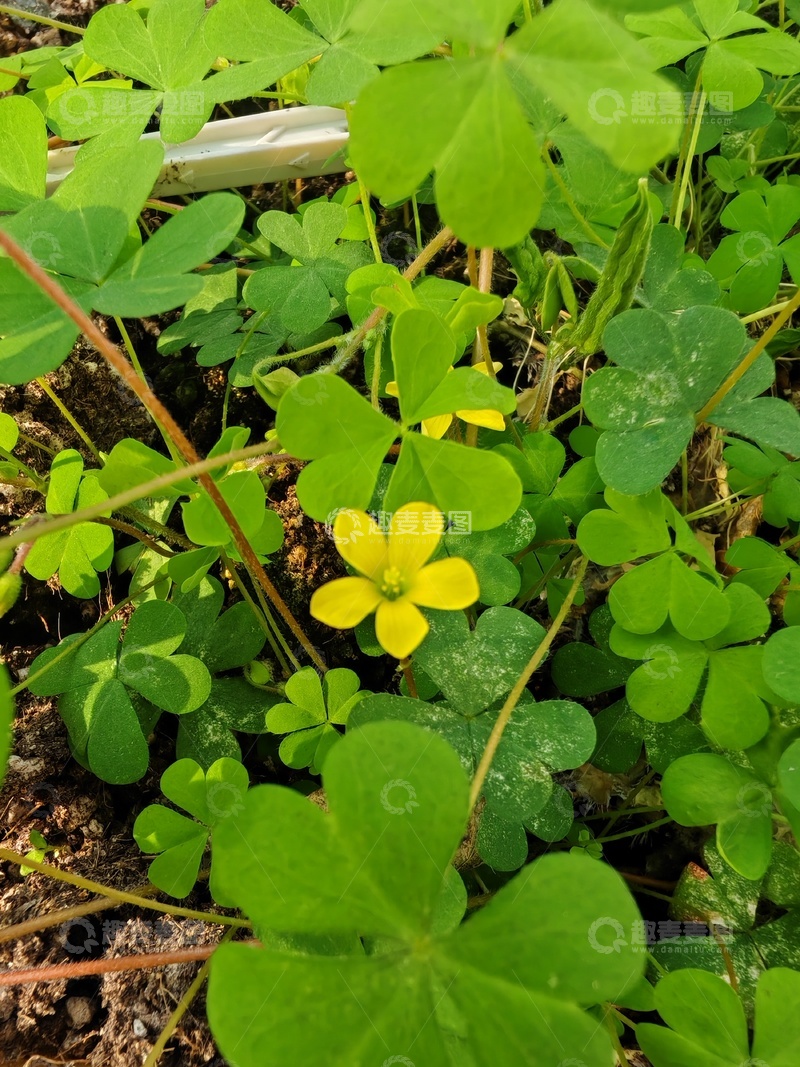 高清大图下载【趣麦麦图】绿草黄花自然风景摄影