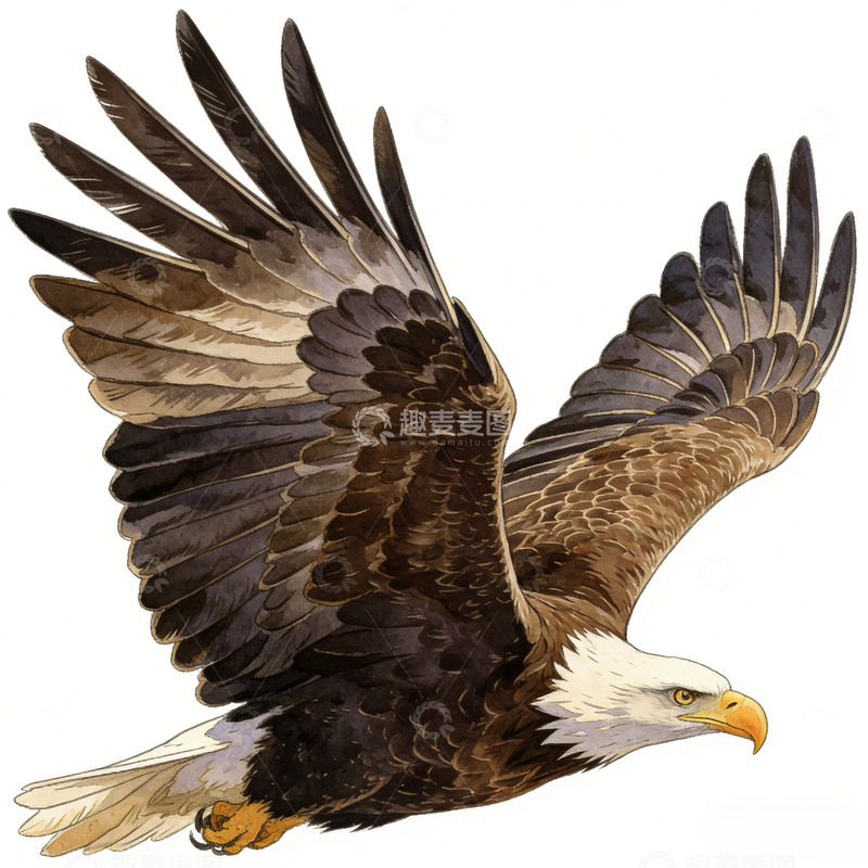 高清大图下载【趣麦麦图】鹰展翅飞翔插画