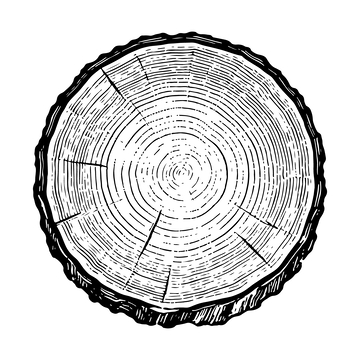 树木年轮黑白简笔画