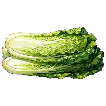手绘风格新鲜白菜插画素材