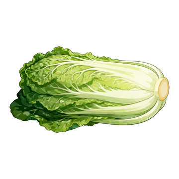 手绘风格青菜矢量插画素材