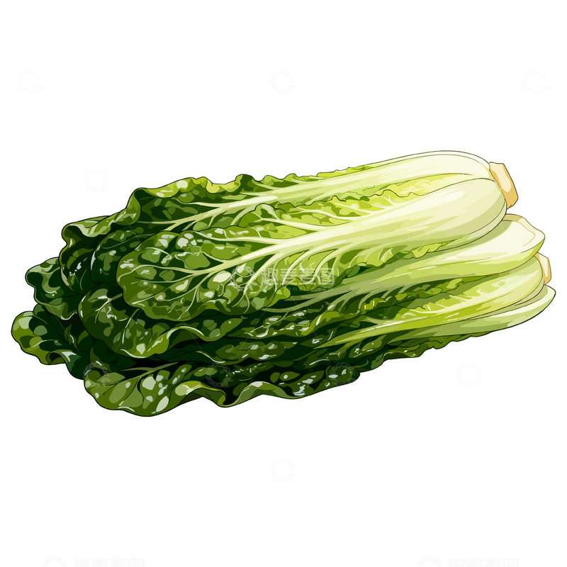 源文件下载【趣麦麦图】水彩画小白菜蔬菜插画素材