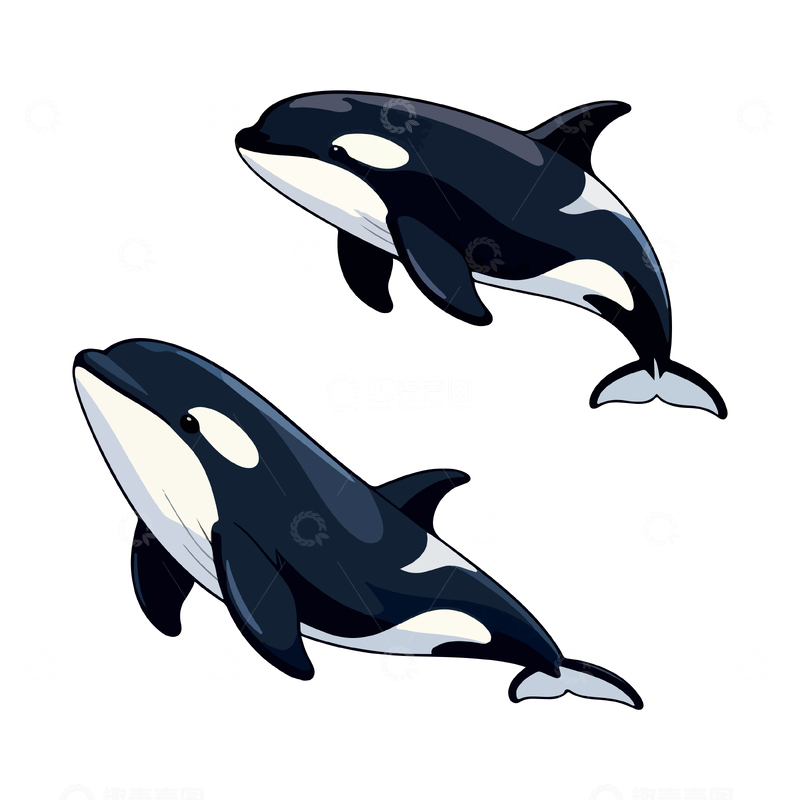 源文件下载【趣麦麦图】卡通虎鲸插画素材