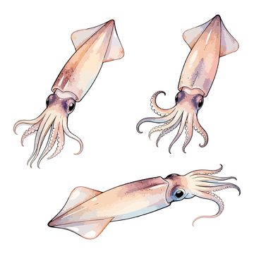 水彩鱿鱼生物插画设计素材
