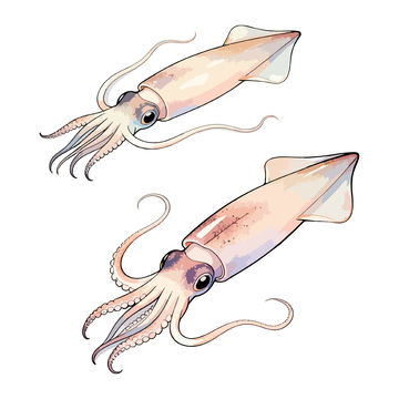 水彩乌贼海洋生物插画设计素材