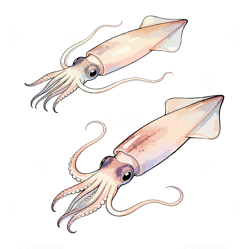 源文件下载【趣麦麦图】水彩乌贼海洋生物插画设计素材