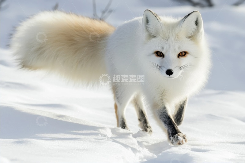 高清大图下载【趣麦麦图】雪地上的一只白狐