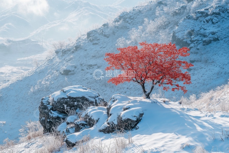 高清大图下载【趣麦麦图】初冬雪景红色的枫树