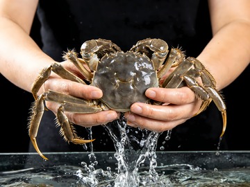 螃蟹阳澄湖大闸蟹5