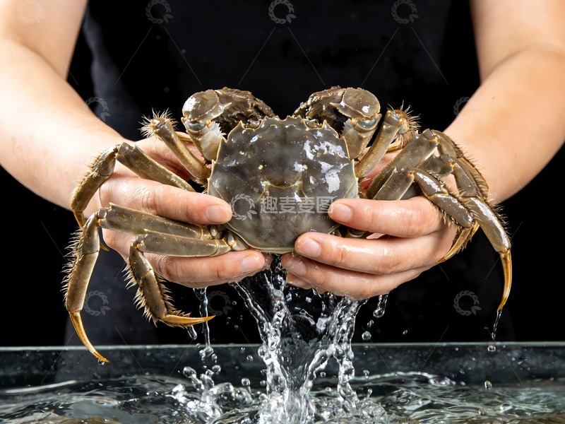 高清大图下载【趣麦麦图】螃蟹阳澄湖大闸蟹5