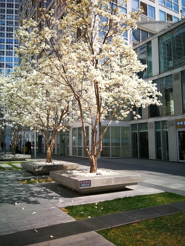 现代建筑,玻璃幕墙,开花树,广场,