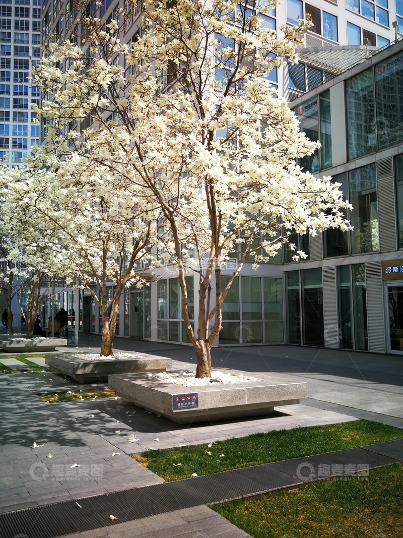 高清大图下载【趣麦麦图】现代建筑,玻璃幕墙,开花树,广场,