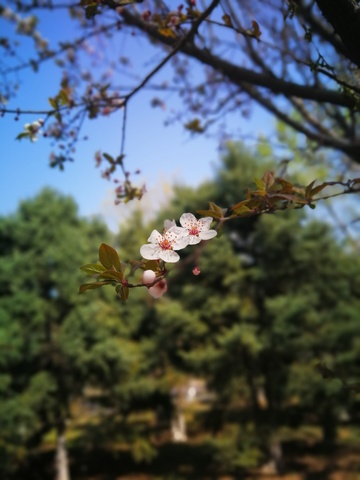 春日樱花盛开美景摄影1