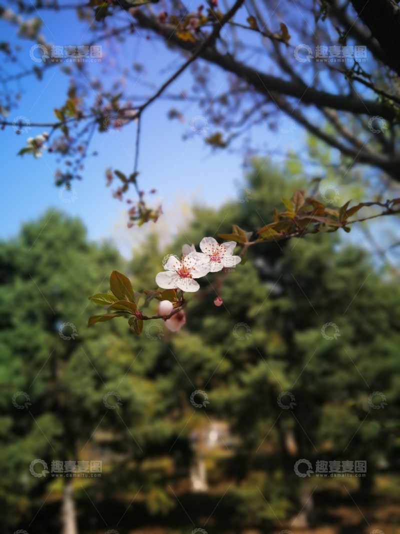 高清大图下载【趣麦麦图】-春日樱花盛开美景摄影1