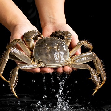 螃蟹阳澄湖大闸蟹7