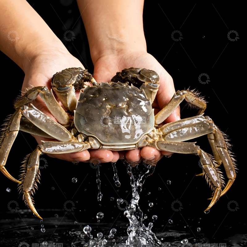 高清大图下载【趣麦麦图】螃蟹阳澄湖大闸蟹7