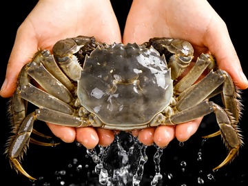 螃蟹阳澄湖大闸蟹4